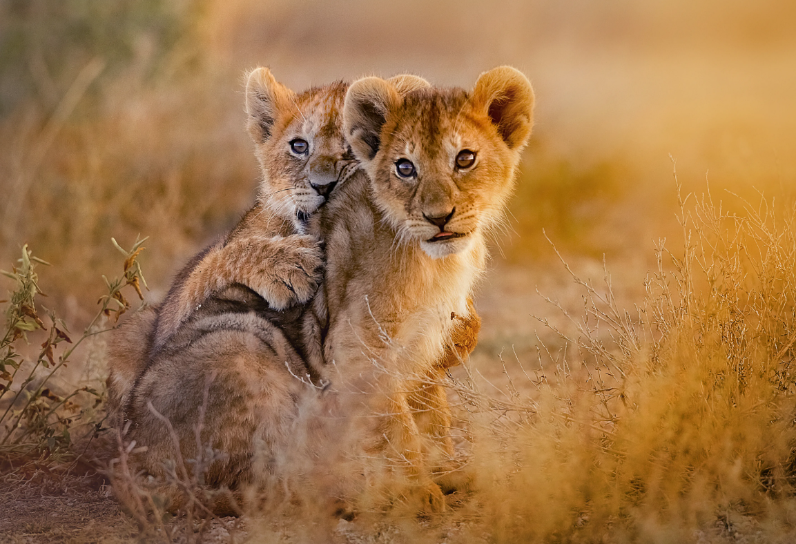 Lion Life Cycle