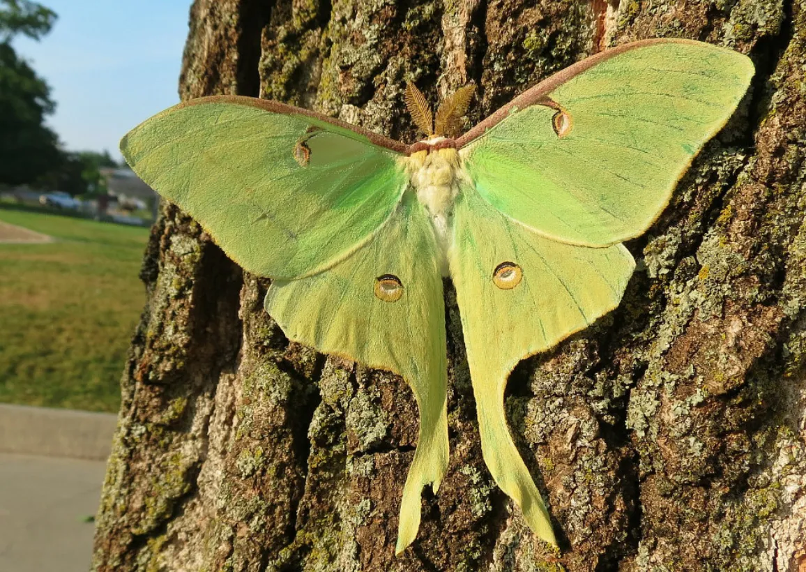 Mysteries of the Luna Moth Life Cycle: A Complete Guide from Egg to Winged Giant