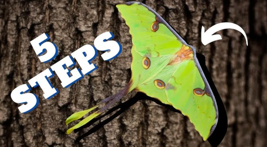 Luna Moth Life Cycle