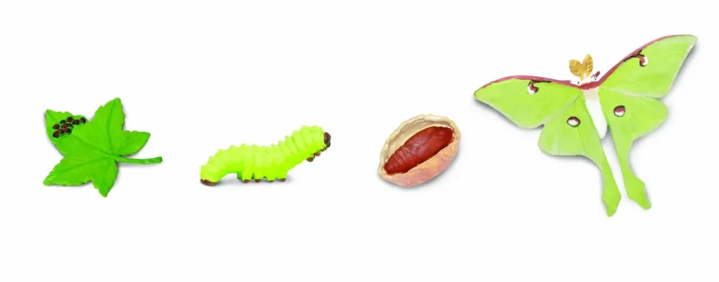 Luna Moth Life Cycle