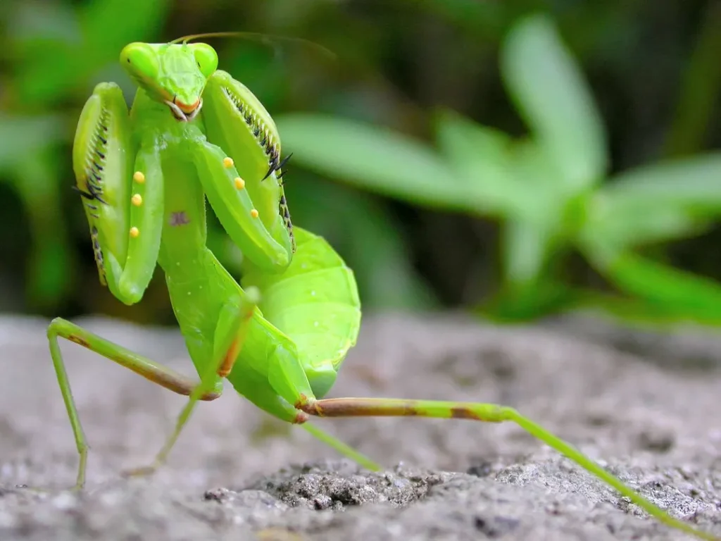 Mantis Life Cycle