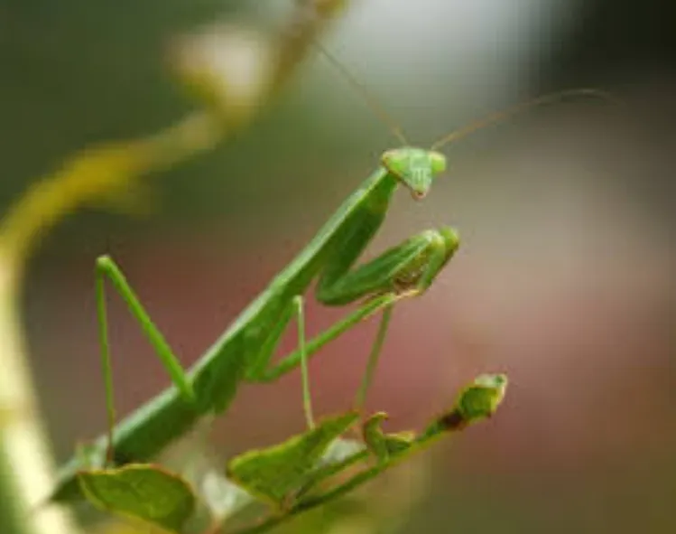 Mantis Life Cycle