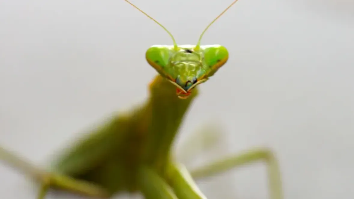 Ultimate Guide to the Mantis Life Cycle: From Eggs to Adults and Their Role in Nature