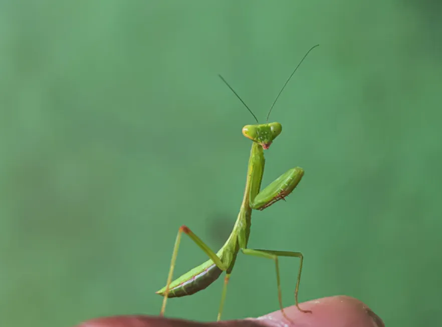 Mantis Life Cycle