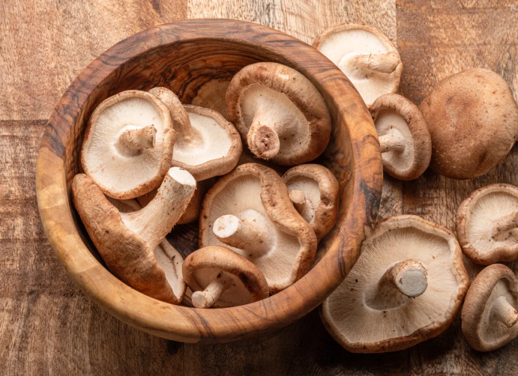 Mushroom Life Cycle