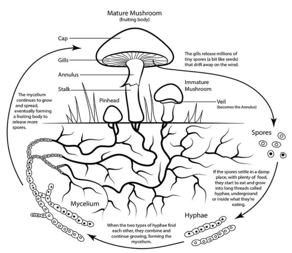 Mushroom Life Cycle