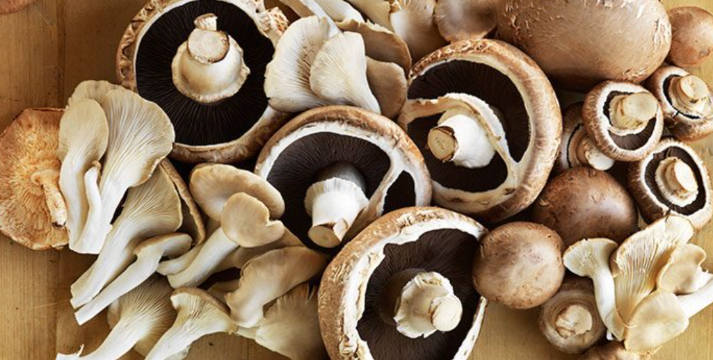 Mushroom Life Cycle