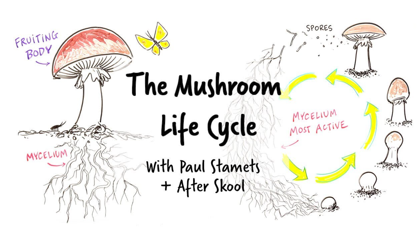 Mushroom Life Cycle Explained: From Spores to Mycelium and Fruiting Body