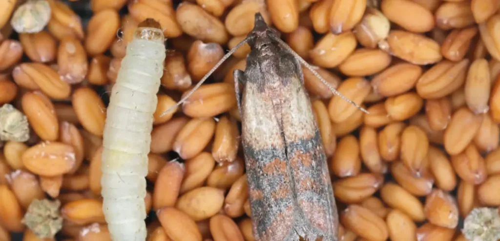 Pantry Moth Life Cycle