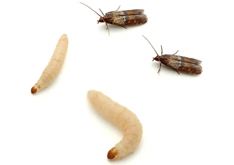 Pantry Moth Life Cycle