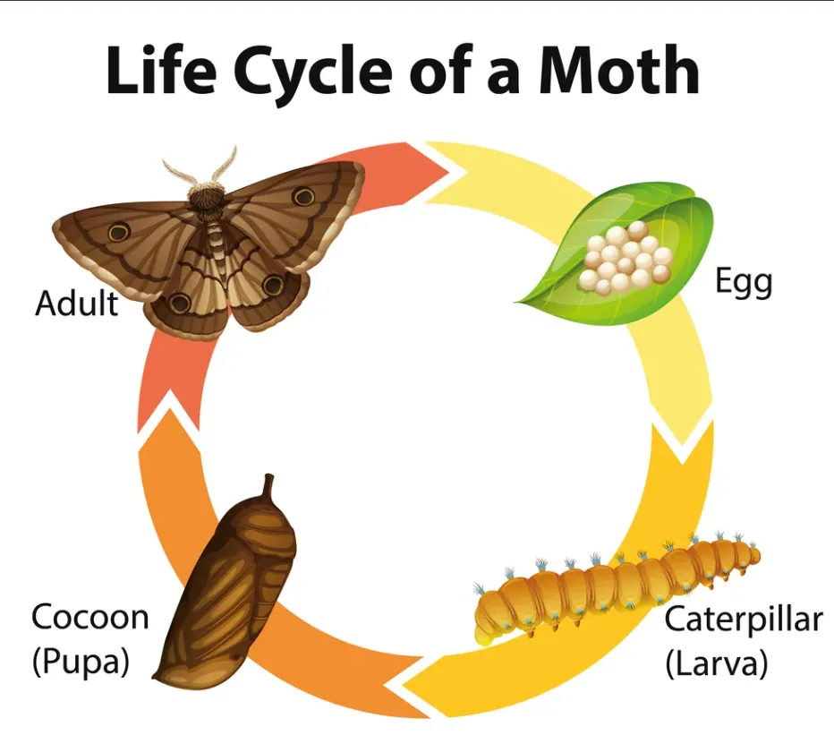 Pantry Moth Life Cycle