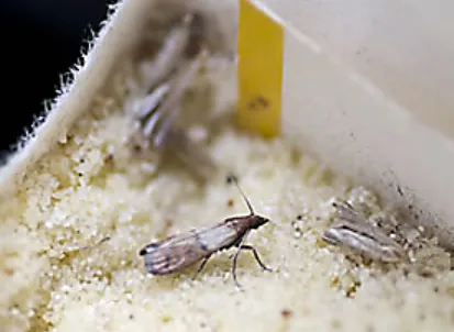 Pantry Moth Life Cycle