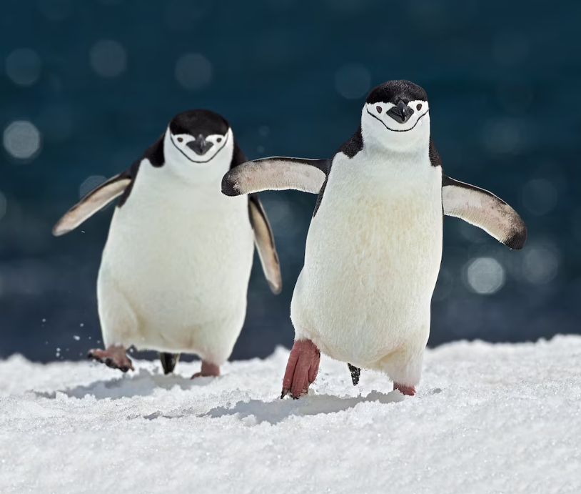 Penguin Life Cycle