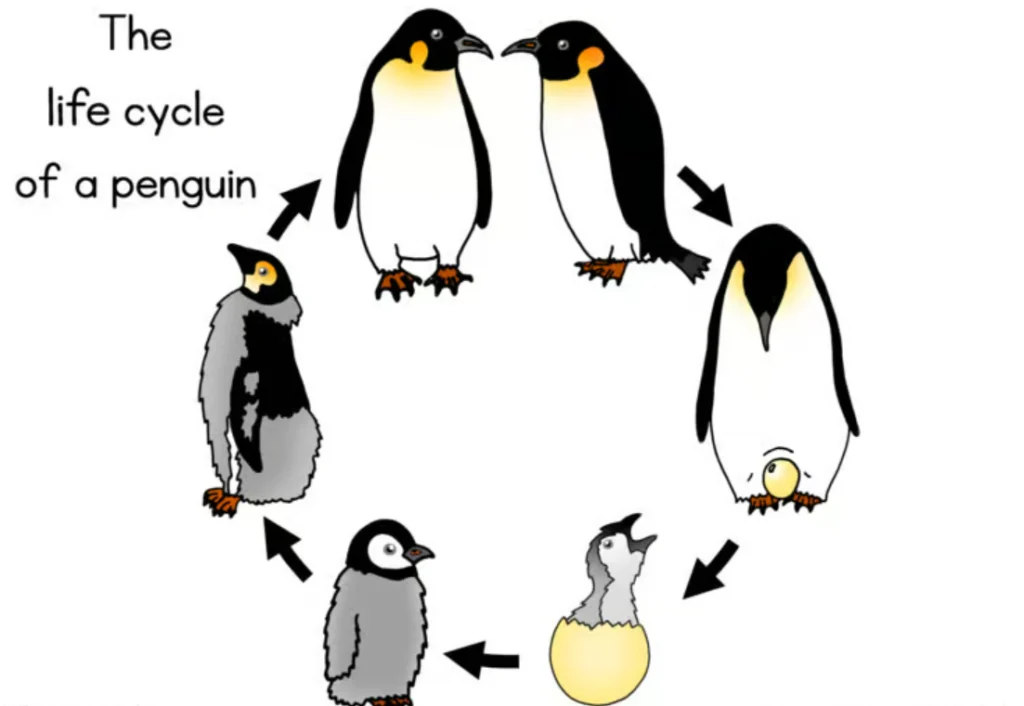 Penguin Life Cycle