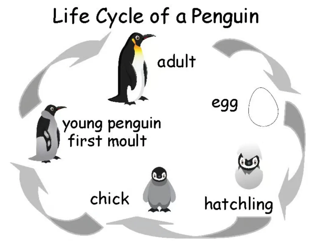 Penguin Life Cycle