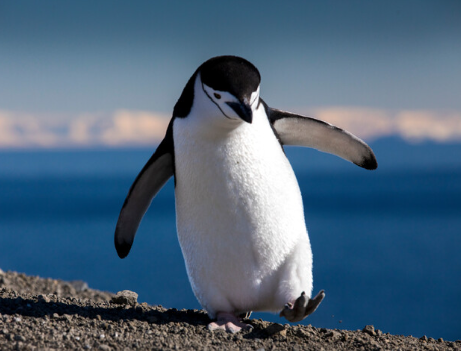 Penguin Life Cycle