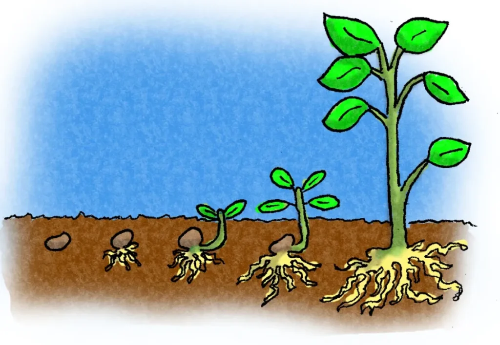 Plant Life Cycle
