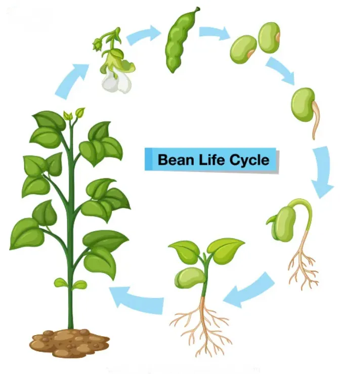 Plant Life Cycle