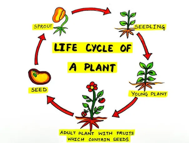 Plant Life Cycle
