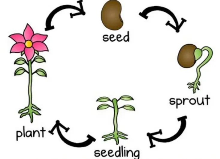 Plant Life Cycle