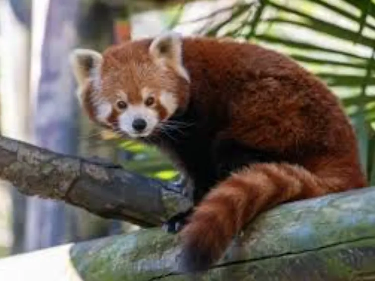 Red Panda Life Cycle