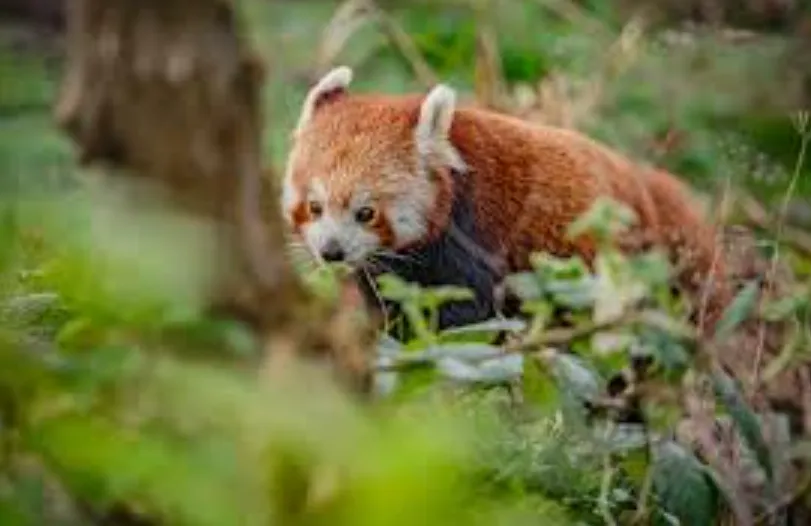 Red Panda Life Cycle