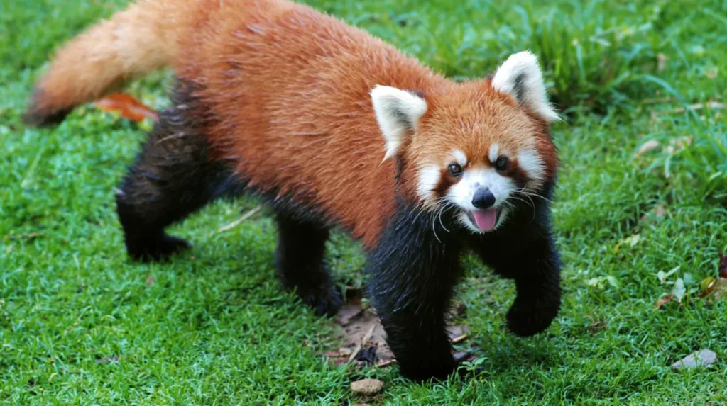 Red Panda Life Cycle