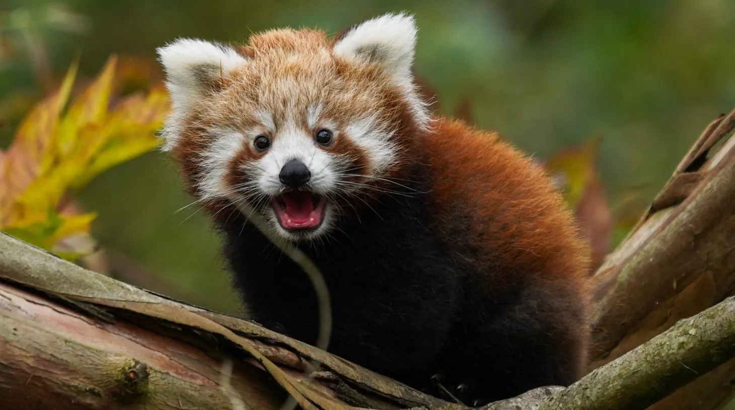 Red Panda Life Cycle