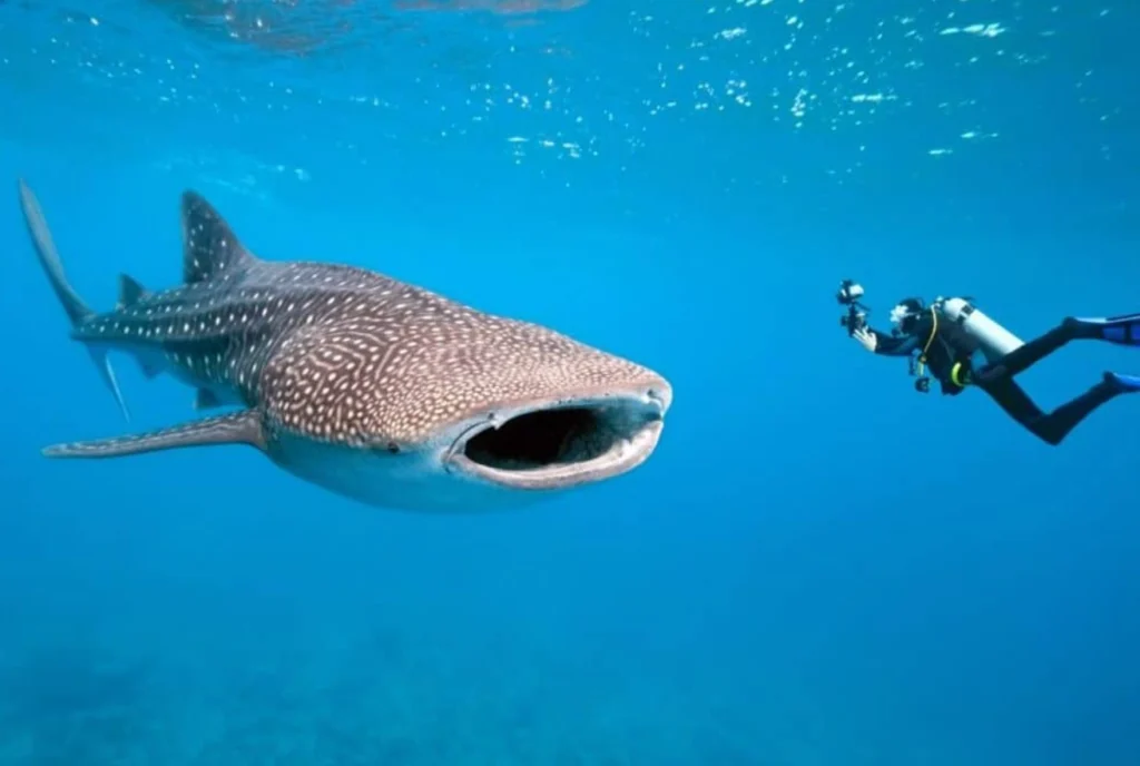Shark Life Cycle (2)