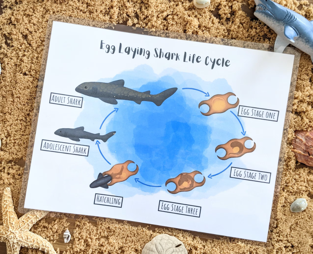 Shark Life Cycle