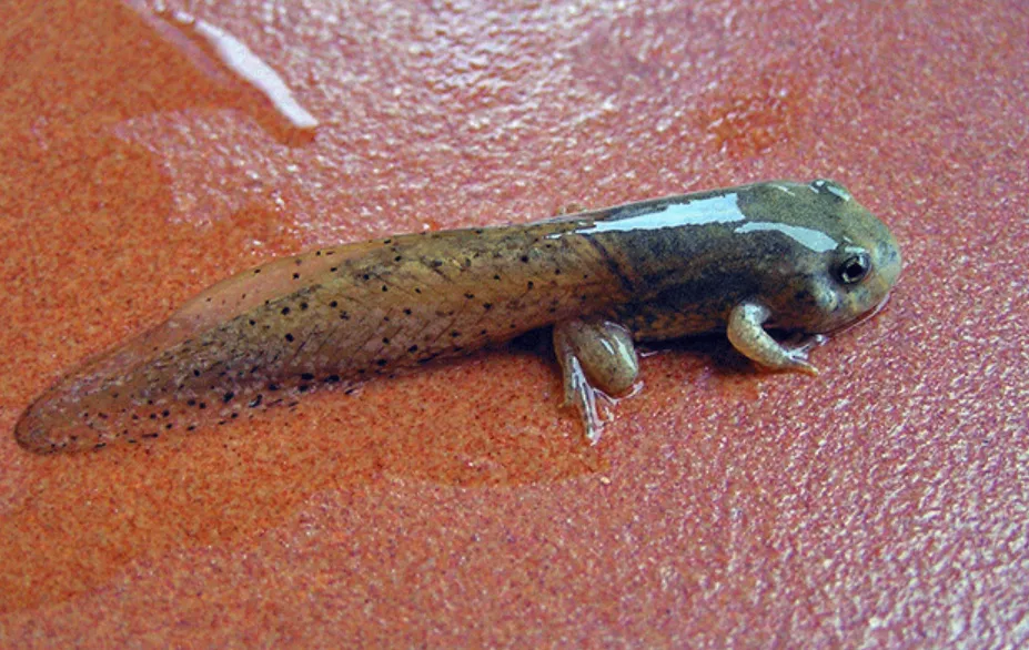 Tadpole Life Cycle