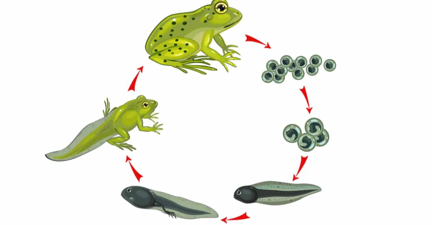 Tadpole Life Cycle