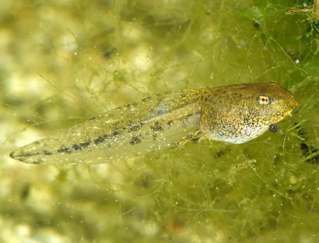 Tadpole Life Cycle