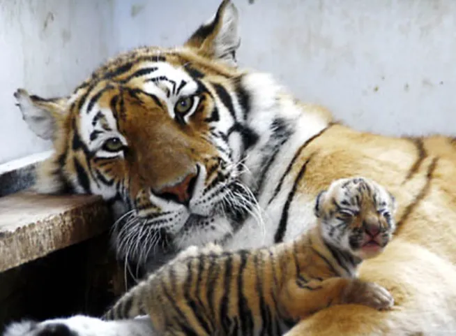 Tiger Life Cycle