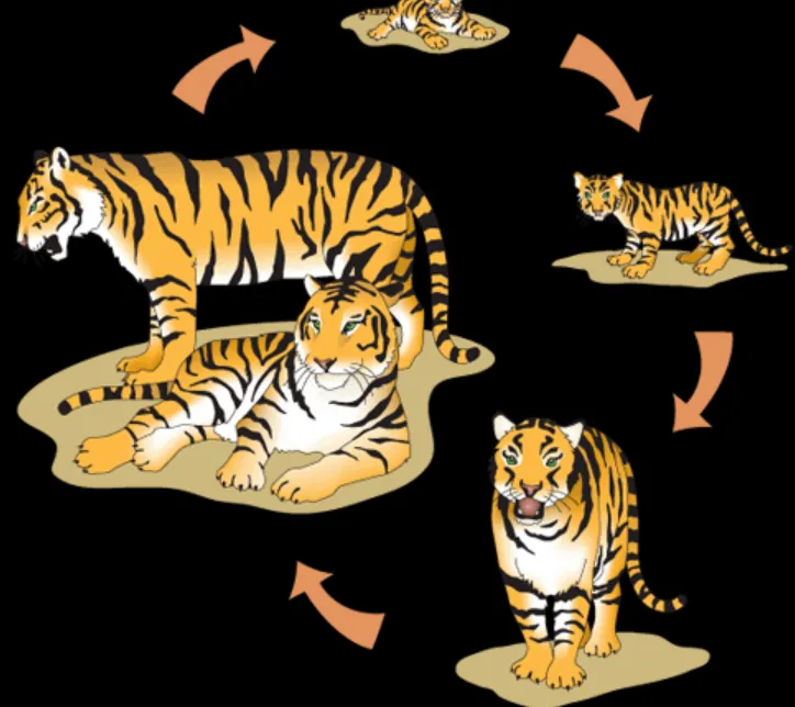 Tiger Life Cycle