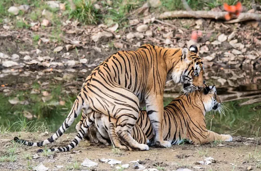 Tiger Life Cycle