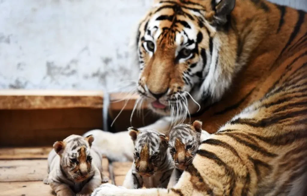 Tiger Life Cycle