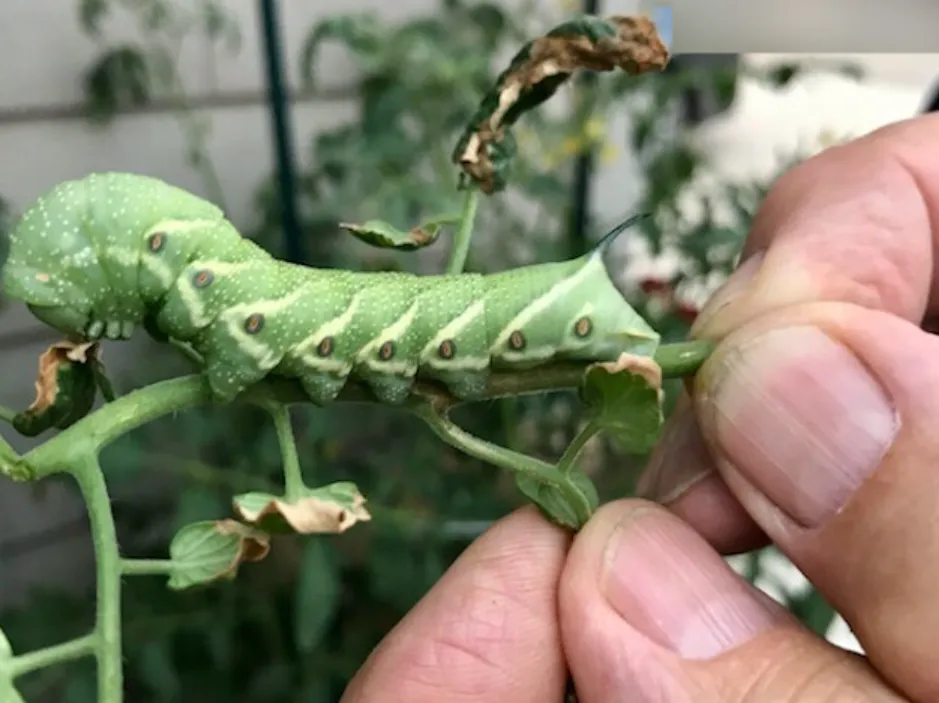 Tomato Caterpillar Life Cycle