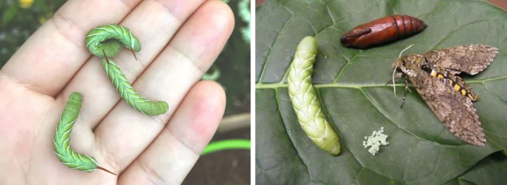 Tomato Caterpillar Life Cycle