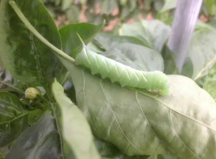 Tomato Caterpillar Life Cycle