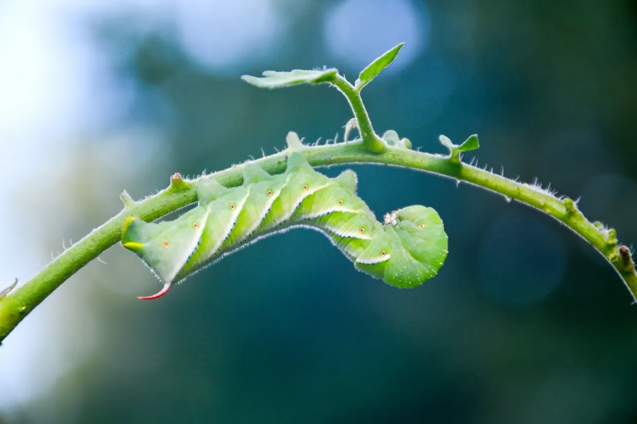 Tomato Caterpillar Life Cycle
