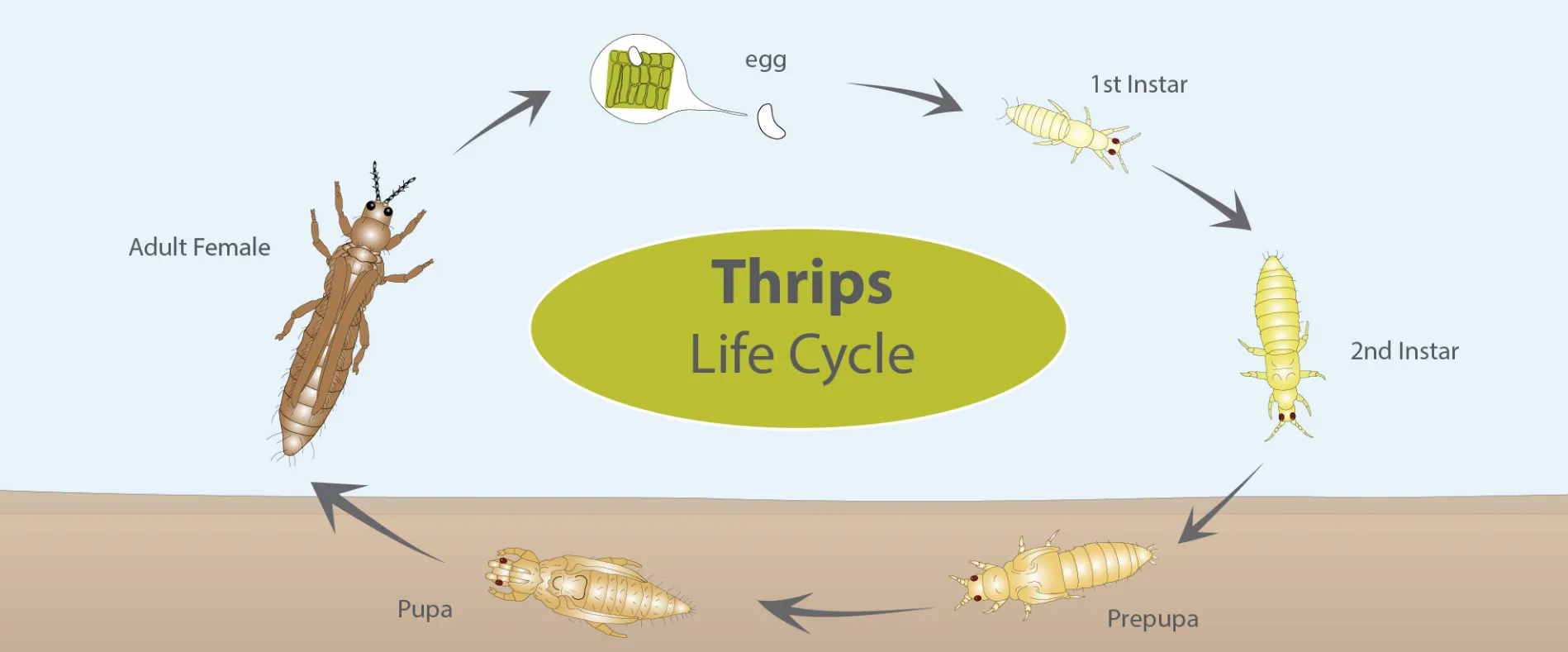 thrips life cycle​