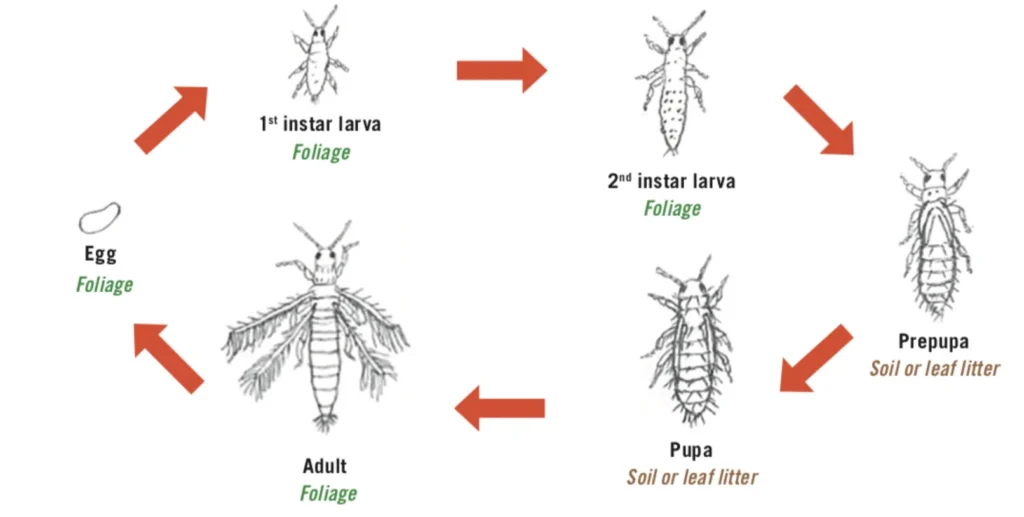 thrips life cycle​