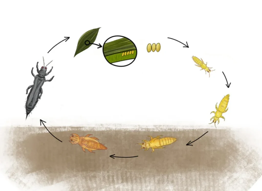 thrips life cycle​