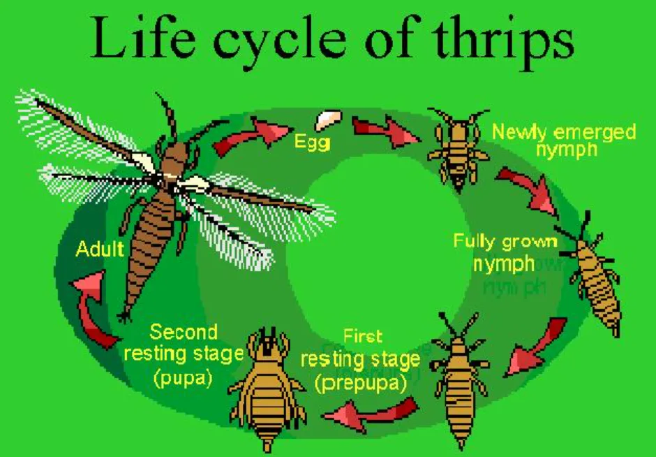 thrips life cycle​